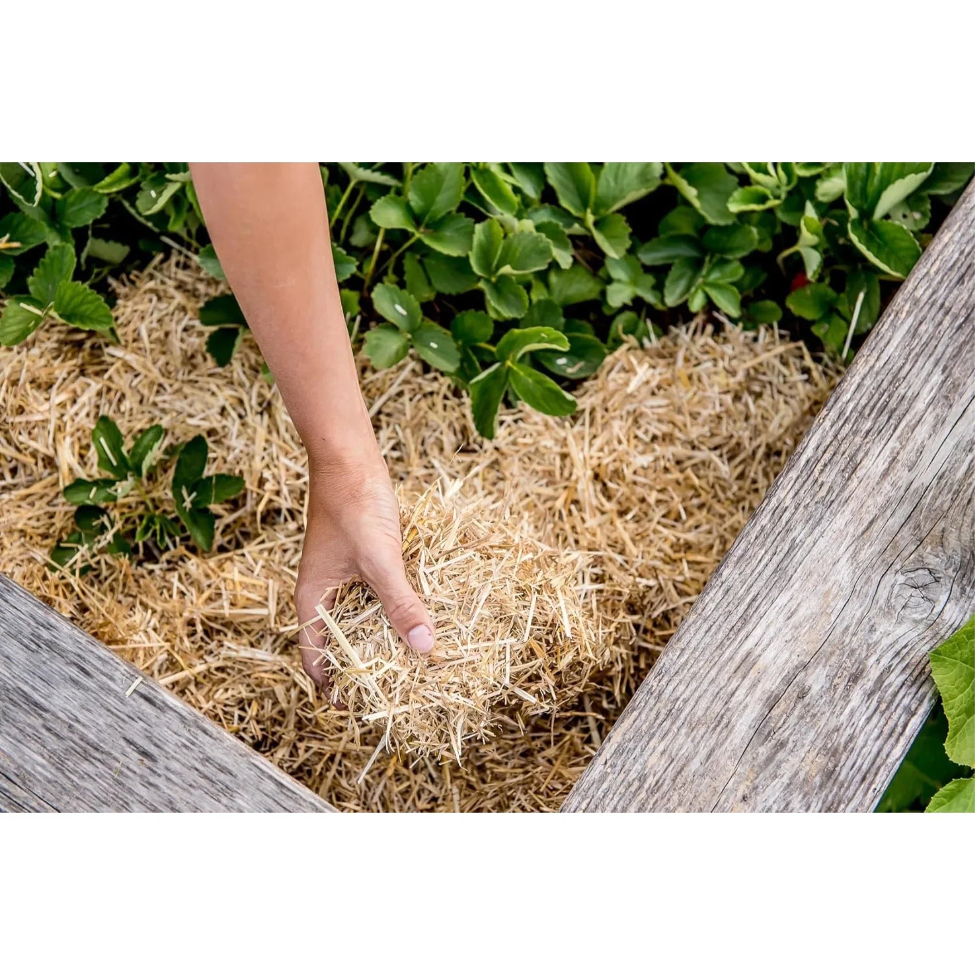 HealthiStraw GardenStraw Clean Premium Straw Mulch Gardening, Lawn Seeding and Composting, 3 Cu Ft (Garden Coating 100 sq ft)