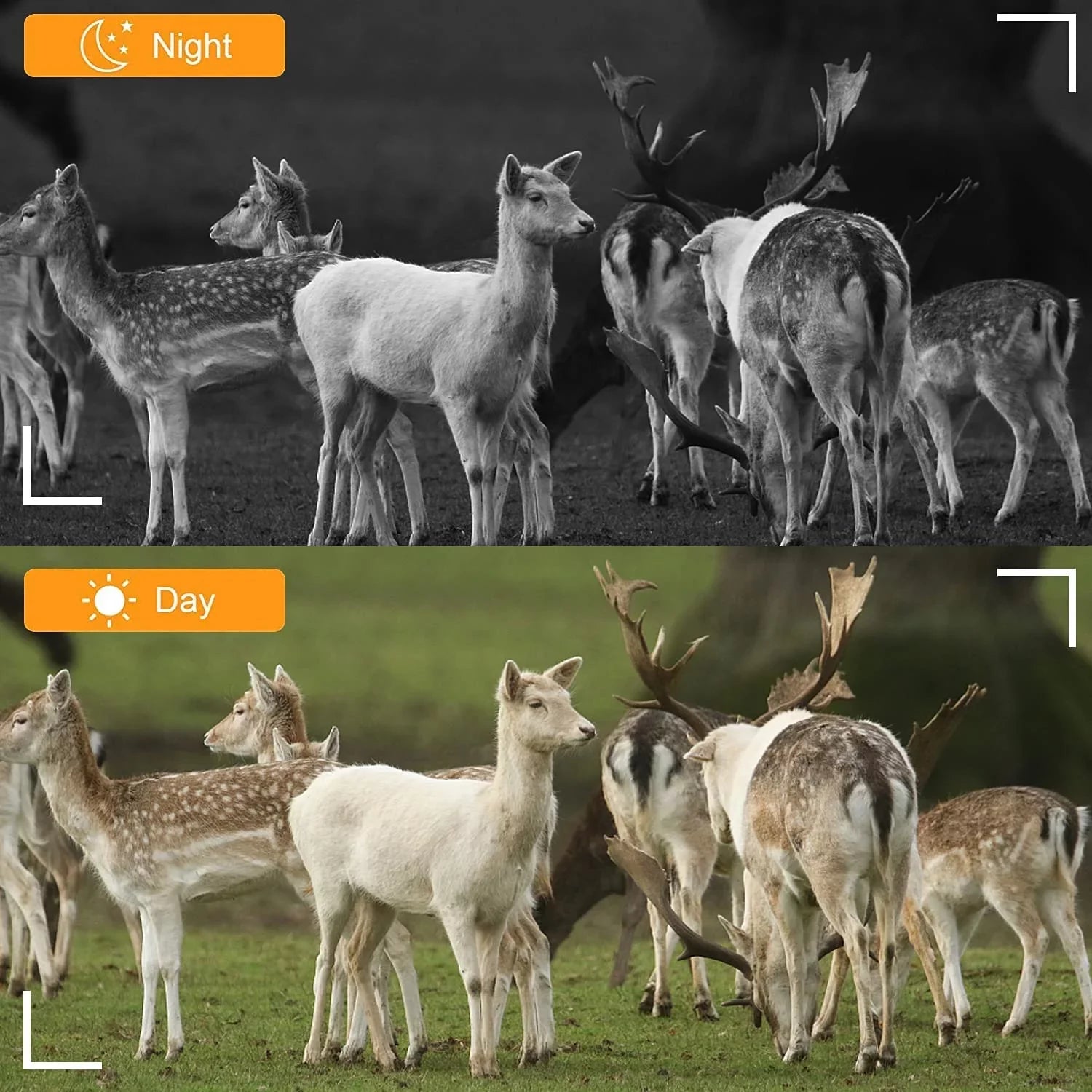 Wireless WiFi Game & Trail Camera 30MP Photo Real 4K Video Night Vision Motion Activated Waterproof Time Lapse Wildlife Hunting & Home Security, View Picture & Video on Cell Phone