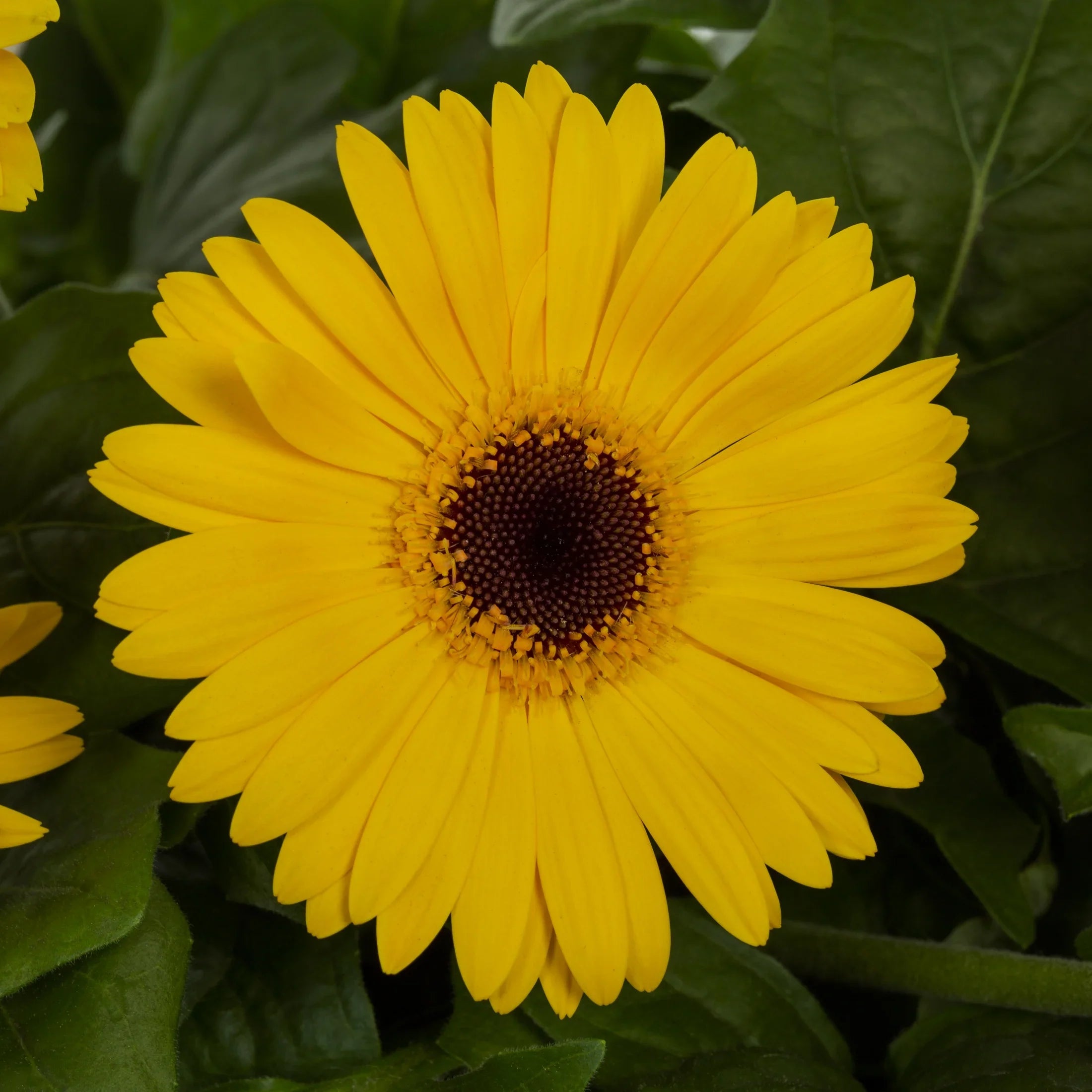 Expert Gardener 6" Yellow Gerbera Daisy Live Plant Hanging Basket