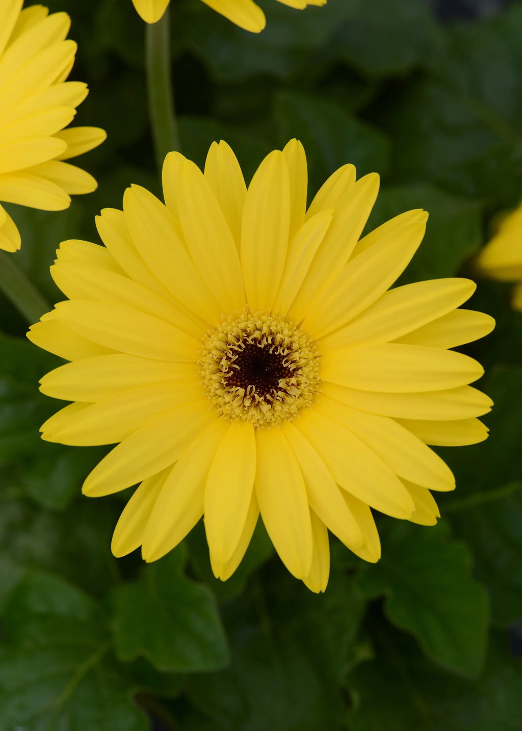 Expert Gardener 6" Yellow Gerbera Daisy Live Plant Hanging Basket