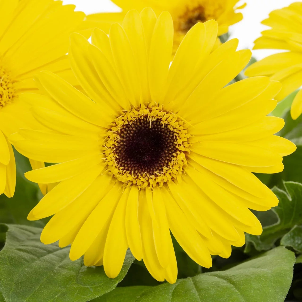 Expert Gardener 6" Yellow Gerbera Daisy Live Plant Hanging Basket