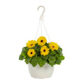Expert Gardener 6" Yellow Gerbera Daisy Live Plant Hanging Basket
